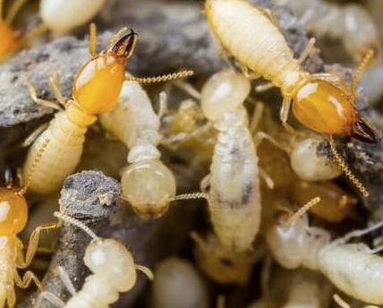 Jasa Anti Rayap Depok: Solusi Efektif Melindungi Hunian dari Kerusakan