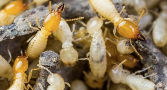 Jasa Anti Rayap Depok: Solusi Efektif Melindungi Hunian dari Kerusakan