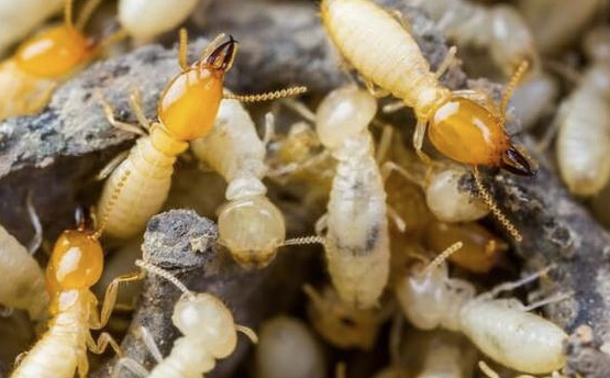 Jasa Anti Rayap Depok: Solusi Efektif Melindungi Hunian dari Kerusakan